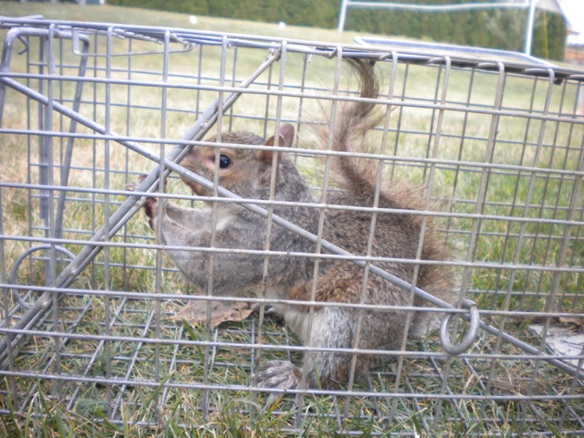 Squirrel in live trap