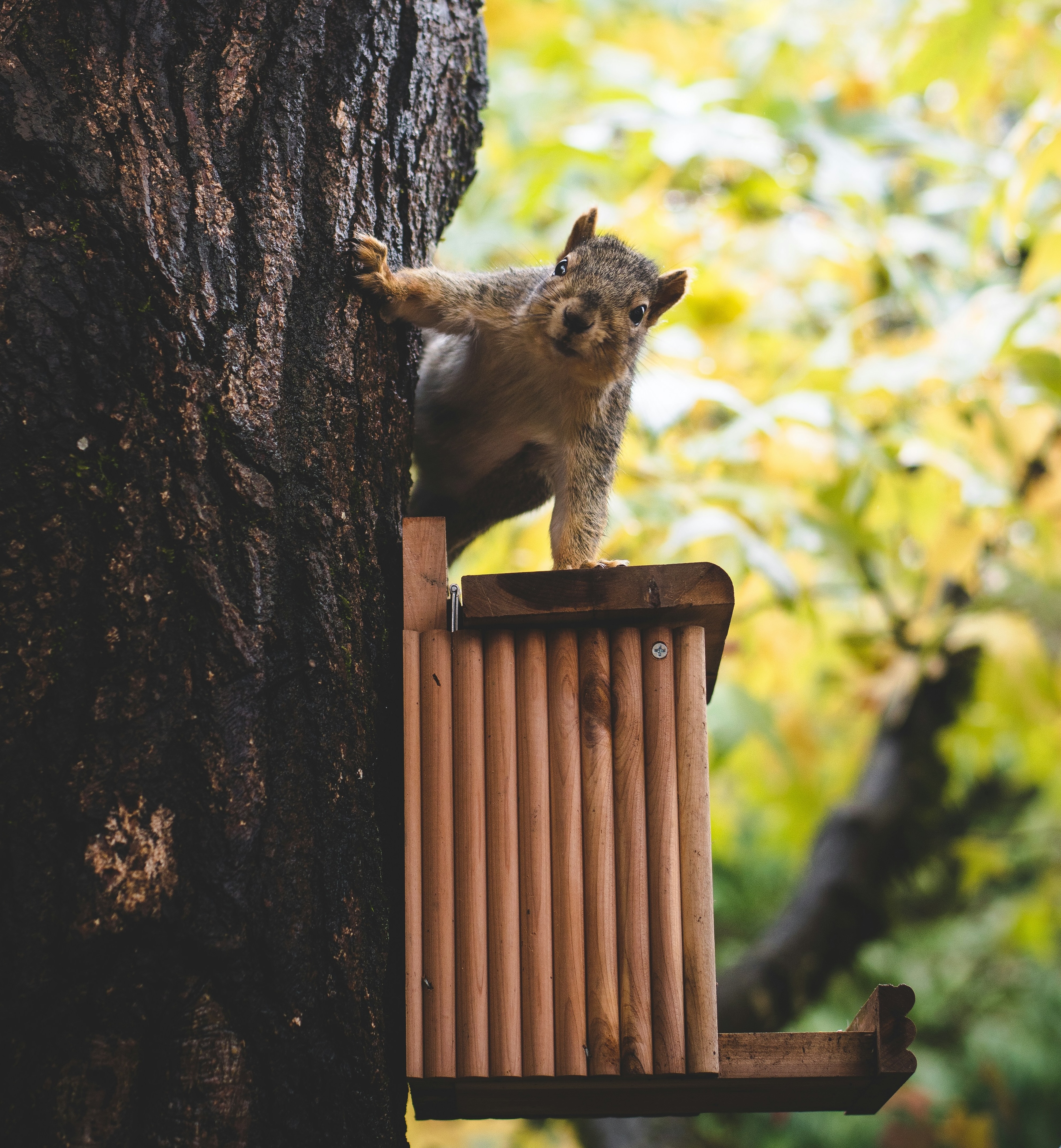 Squril in a tree.